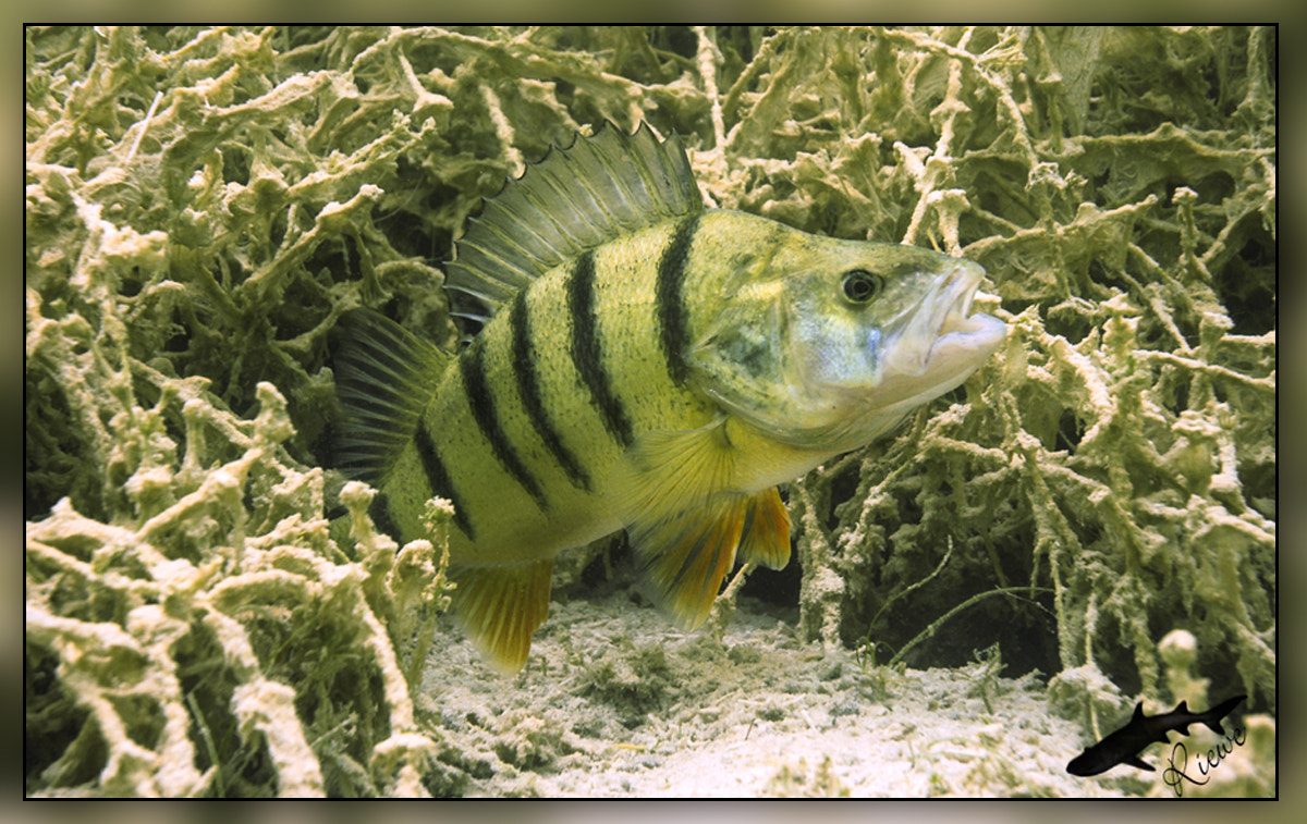 Saltwater aquarium with colorful coral reef fish